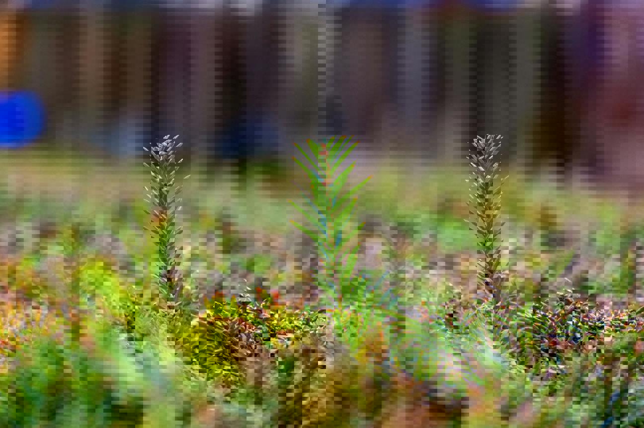 Ticho, které léčí: Zamyšlení nad Zeleným čtvrtkem v koloběhu všedních dní