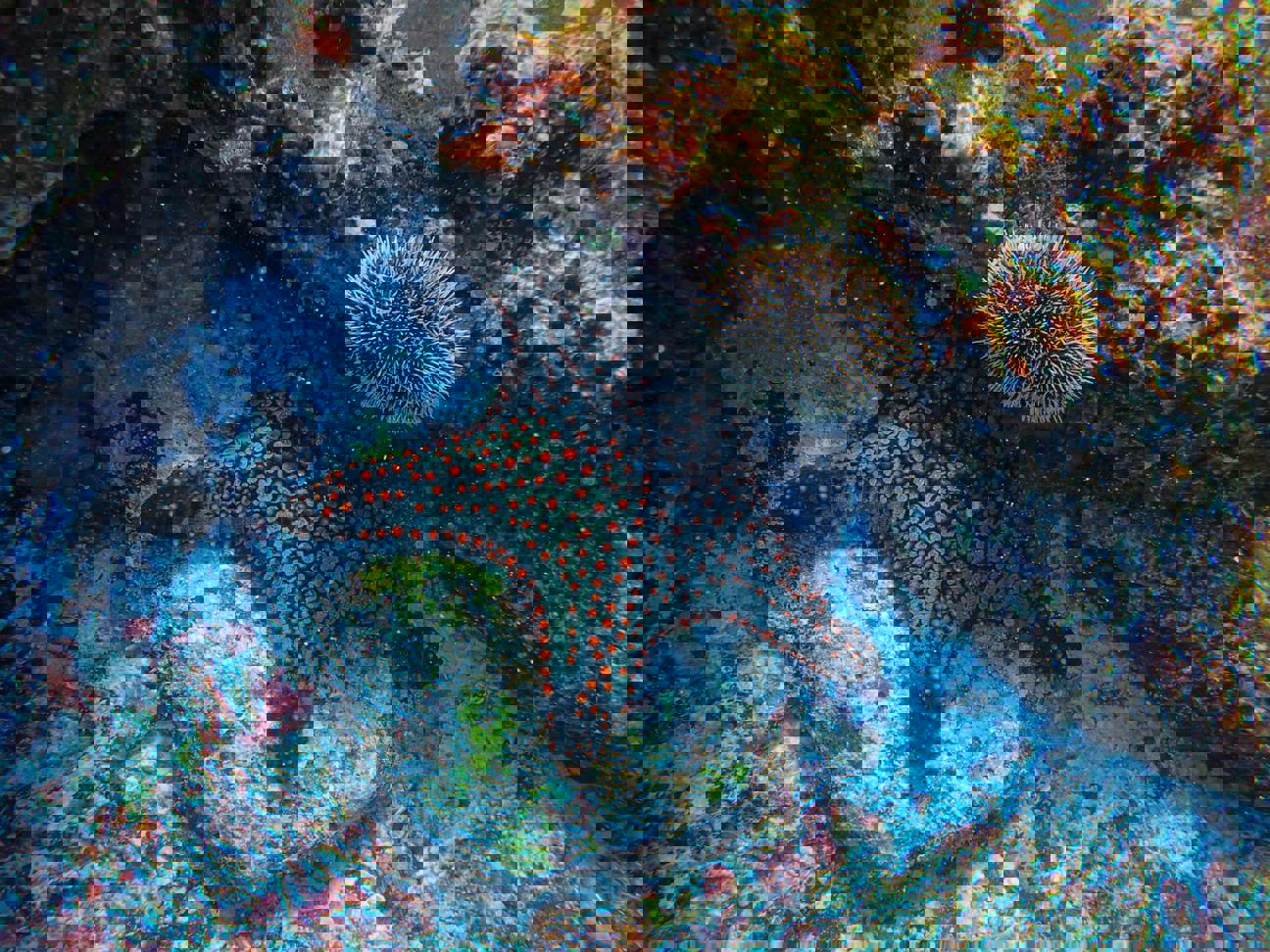 Nejlepší podvodní fotografie světa: Proč nám berou dech a co si z nich vzít do vlastních výprav