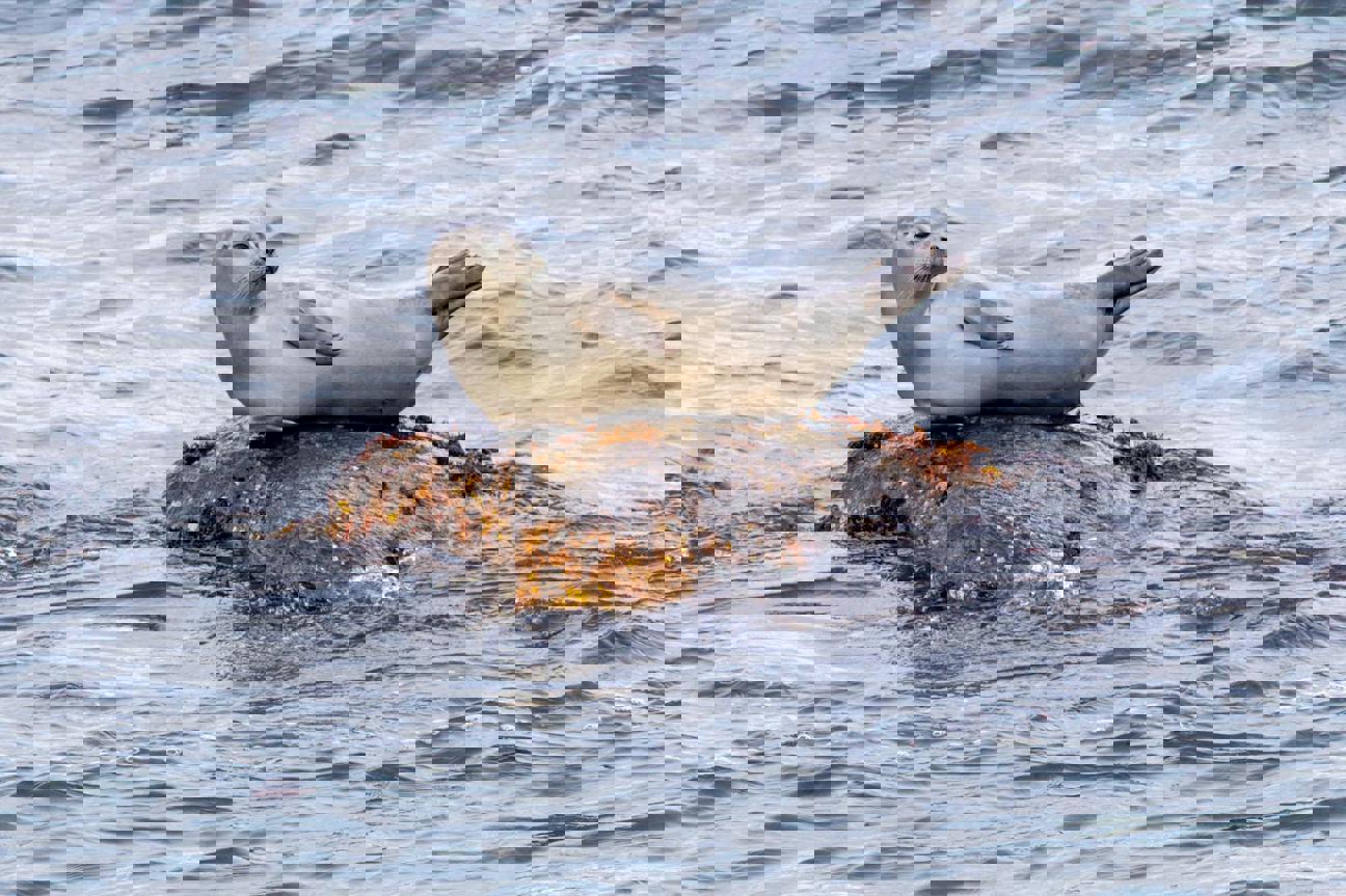 Pohoda na vlnách aneb když si tuleni v Irsku osedlali surf