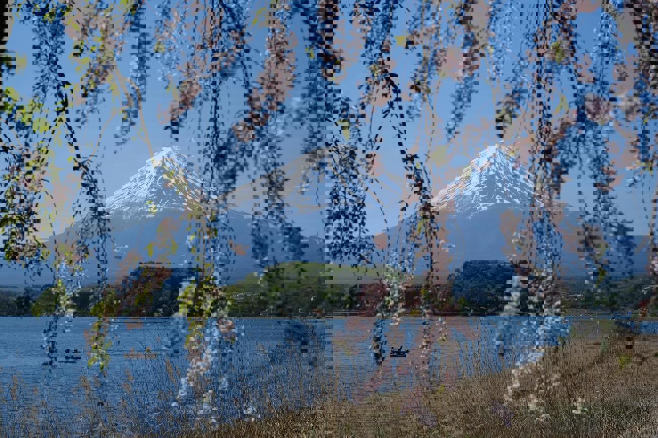 Krása pod tlakem: Proč se japonské třešně staly obětí vlastního úspěchu