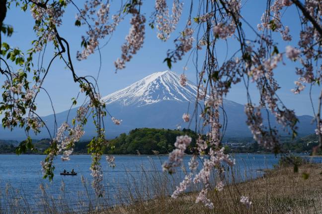 Krása pod tlakem: Proč se japonské třešně staly obětí vlastního úspěchu