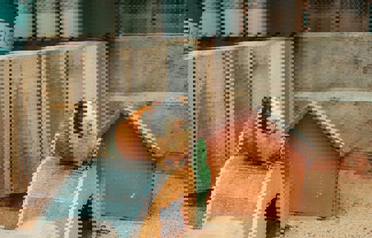 Když se zvířecí inteligence potká s moderní dobou