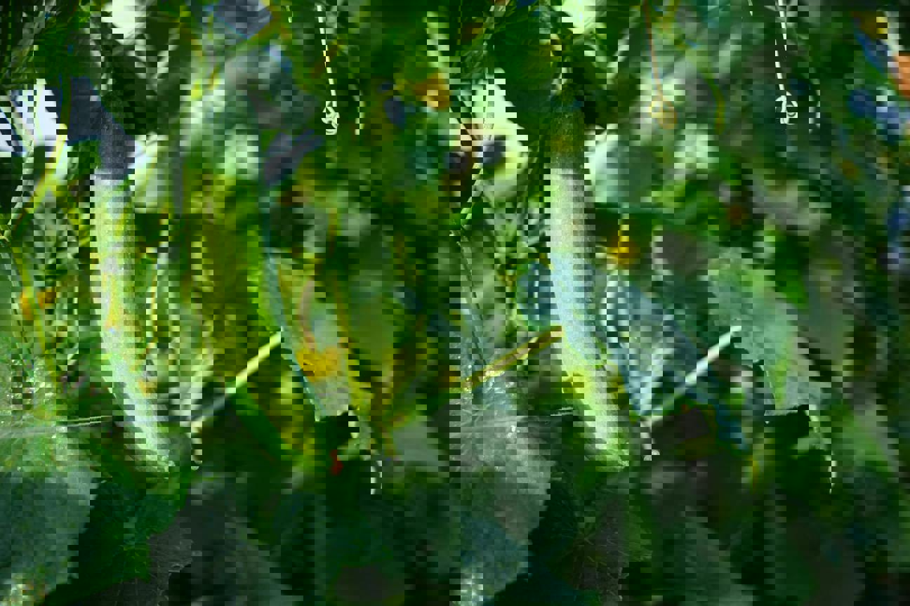 Každá sezona na zahradě vás něco naučí: Začněte zlehka a dovolte si být začátečník