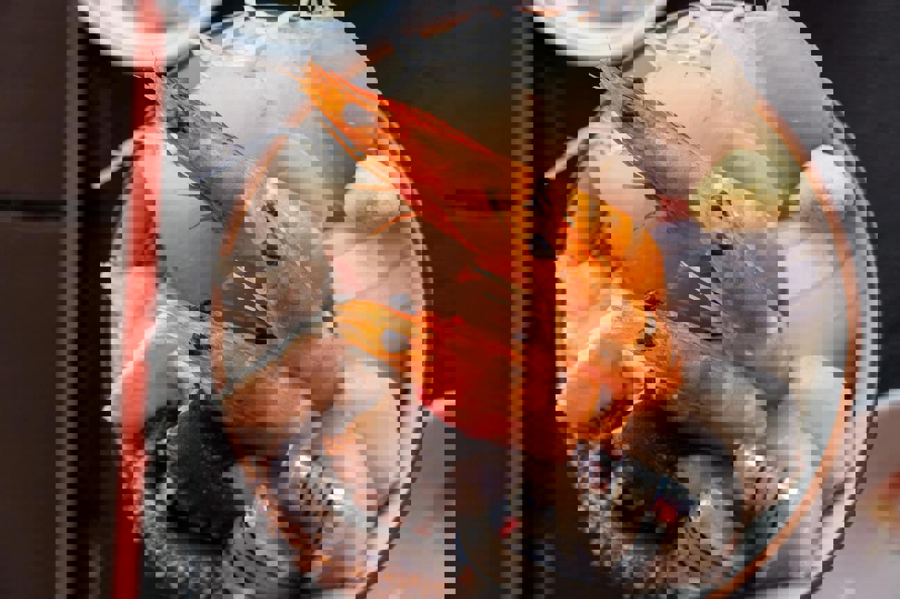 Biologický exploit, který míří na naše oči: Co byste měli vědět o nodaviru