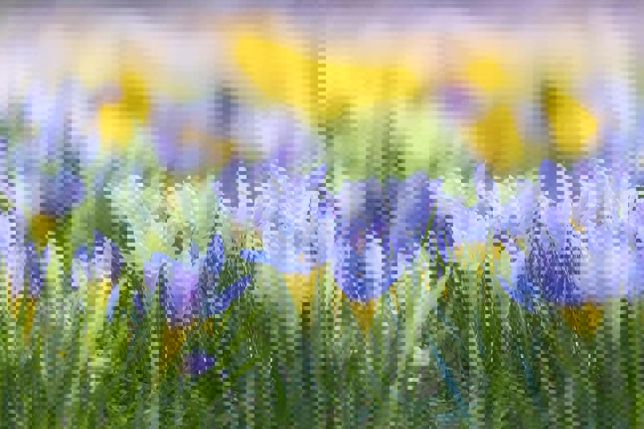 Jak se nadechnout spolu s jarem: O tanci, květinách a odvaze snít