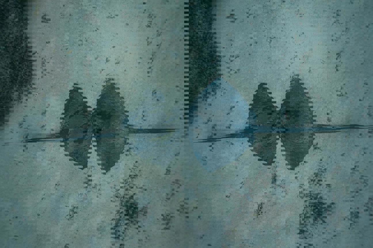 Proč na jméně záleží aneb Ubuntu 26.10 a jeho nečekaný rejnok