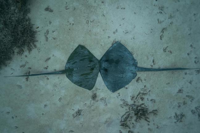 Proč na jméně záleží aneb Ubuntu 26.10 a jeho nečekaný rejnok